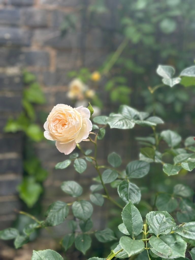 The End of a Marriage—Explained Through the Gifts That Sustained It