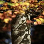 Green Living Tips for Fall Green Living Tips for Fall