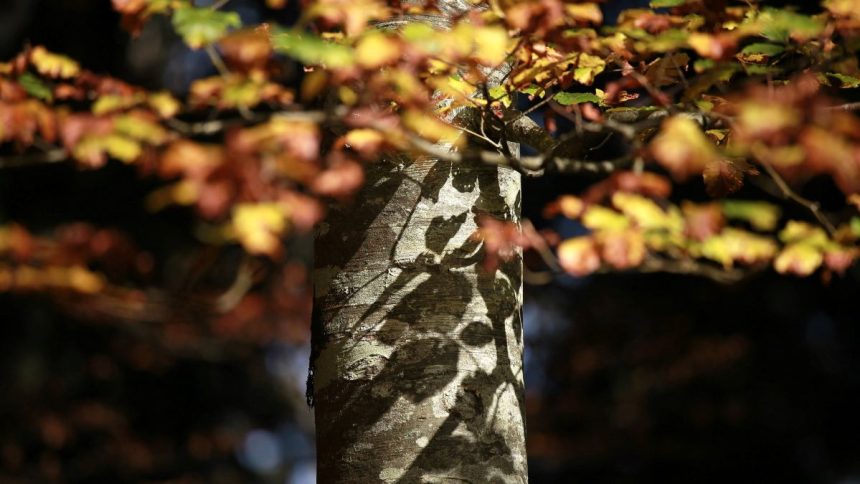 Green Living Tips for Fall Green Living Tips for Fall