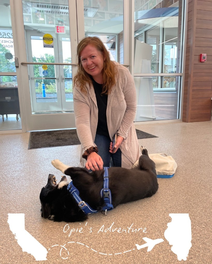 Lost dog found 2,000 miles away from home after running away during a storm