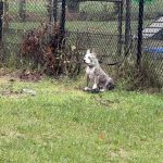 Connecticut pup abandoned, tied to fence during heavy nor’easter downpours