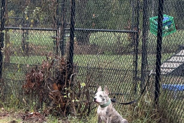 Connecticut pup abandoned, tied to fence during heavy nor’easter downpours
