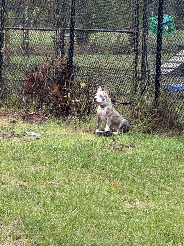 Connecticut pup abandoned, tied to fence during heavy nor’easter downpours
