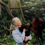 Celebrated Conservationist and Chimpanzee Expert Jane Goodall Is Dead at 91