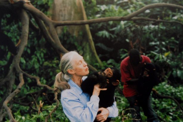 Celebrated Conservationist and Chimpanzee Expert Jane Goodall Is Dead at 91