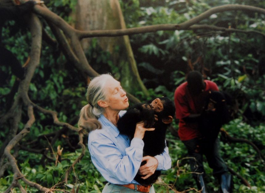 Celebrated Conservationist and Chimpanzee Expert Jane Goodall Is Dead at 91