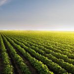 Soybean Traders Battle at the  Mark on Wednesday