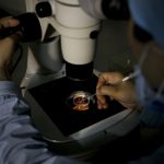 STAT+: Trumps IVF deal spurs hopes — and adjustments — across fertility sector STAT+: Trumps IVF deal spurs hopes — and adjustments — across fertility sector