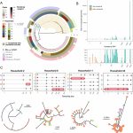 Asymptomatic carriers drive E. coli spread in households, researchers find Asymptomatic carriers drive E. coli spread in households, researchers find