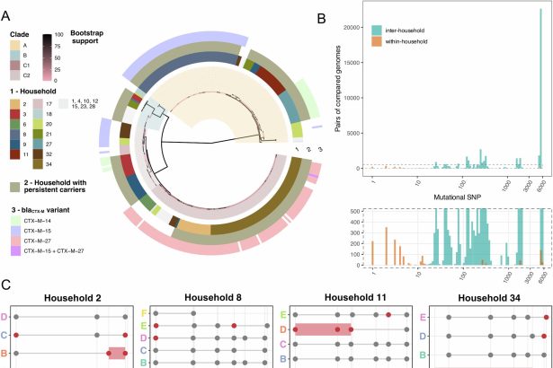 Asymptomatic carriers drive E. coli spread in households, researchers find