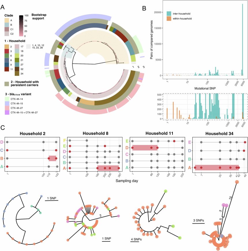 Asymptomatic carriers drive E. coli spread in households, researchers find Asymptomatic carriers drive E. coli spread in households, researchers find