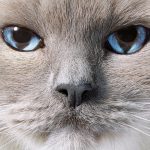 See Stunning Feline Photography Revealing the Science of Cats