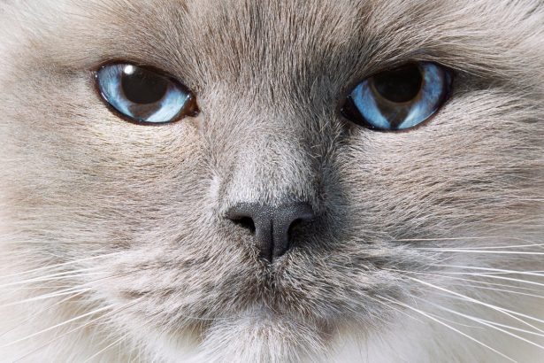 See Stunning Feline Photography Revealing the Science of Cats