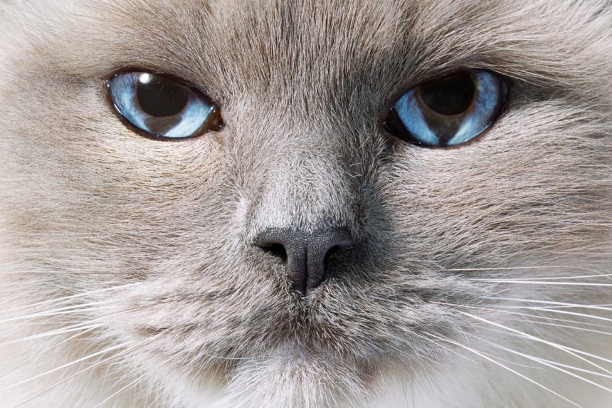 See Stunning Feline Photography Revealing the Science of Cats