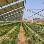 Can Solar Farms Promote Local Food Security, Wildlife Habitat? Can Solar Farms Promote Local Food Security, Wildlife Habitat?