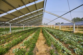 Can Solar Farms Promote Local Food Security, Wildlife Habitat?