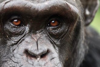 Chimpanzee Metacognition Allows Humanlike Belief Revision