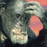 Chimps Can Revise Their Beliefs When Shown New Evidence, Study Finds : ScienceAlert Chimps Can Revise Their Beliefs When Shown New Evidence, Study Finds : ScienceAlert