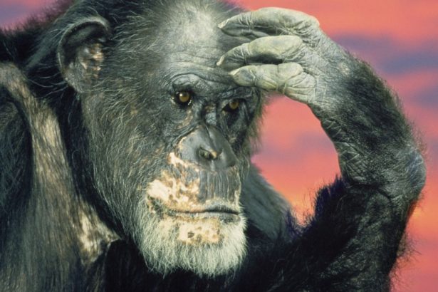 Chimps Can Revise Their Beliefs When Shown New Evidence, Study Finds : ScienceAlert