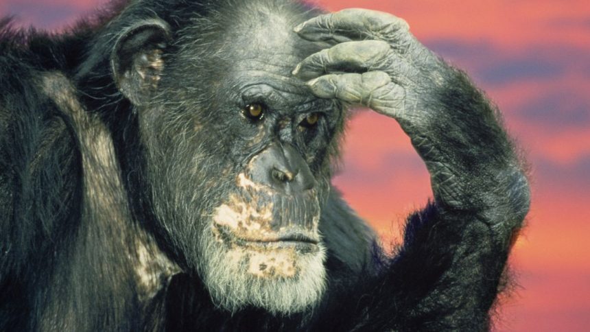 Chimps Can Revise Their Beliefs When Shown New Evidence, Study Finds : ScienceAlert Chimps Can Revise Their Beliefs When Shown New Evidence, Study Finds : ScienceAlert