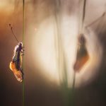 Close-Up Photographer of the Year Celebrates Minuscule Marvels and Delicate Details — Colossal Close-Up Photographer of the Year Celebrates Minuscule Marvels and Delicate Details — Colossal