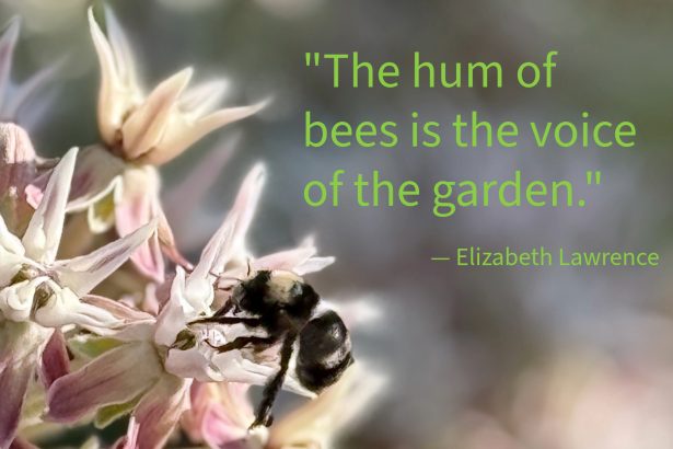 Earth911 Inspiration: The Hum of Bees