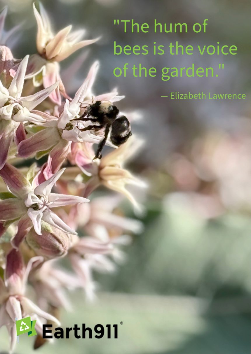 Earth911 Inspiration: The Hum of Bees Earth911 Inspiration: The Hum of Bees