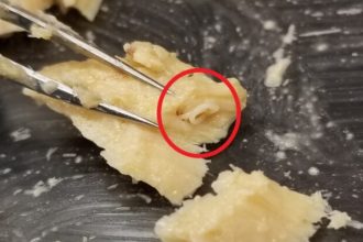 Expired Cans of Salmon, Decades Old, Preserve a Huge Surprise : ScienceAlert