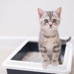 Scientists Turned 300,000 Litter Box Visits into an AI-Powered Cat Health Monitor