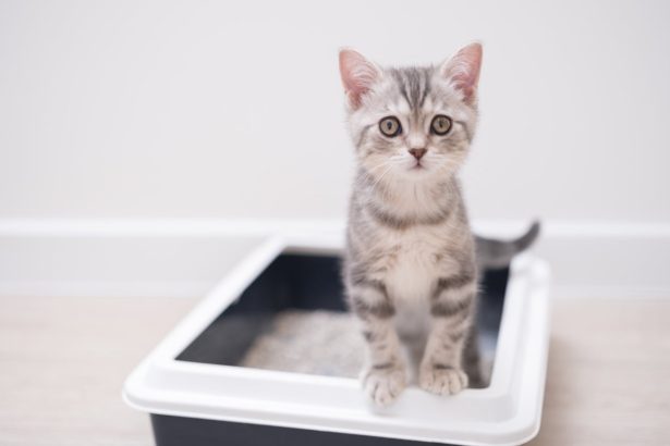 Scientists Turned 300,000 Litter Box Visits into an AI-Powered Cat Health Monitor
