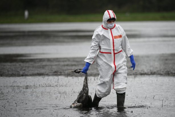 H9N2 Bird Flu Virus Could Pose Human Pandemic Risk, Experts Warn