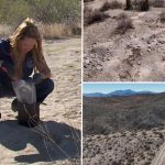 Hundreds of cremated human remains discovered, recovered from Nevada desert Hundreds of cremated human remains discovered, recovered from Nevada desert
