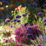 Hurunui community rallies to recover for garden festival Hurunui community rallies to recover for garden festival