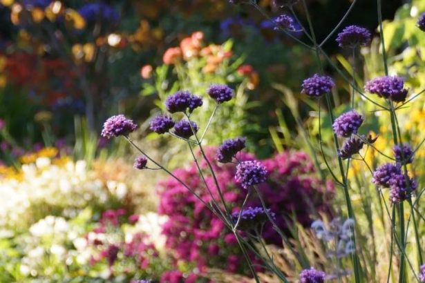 Hurunui community rallies to recover for garden festival