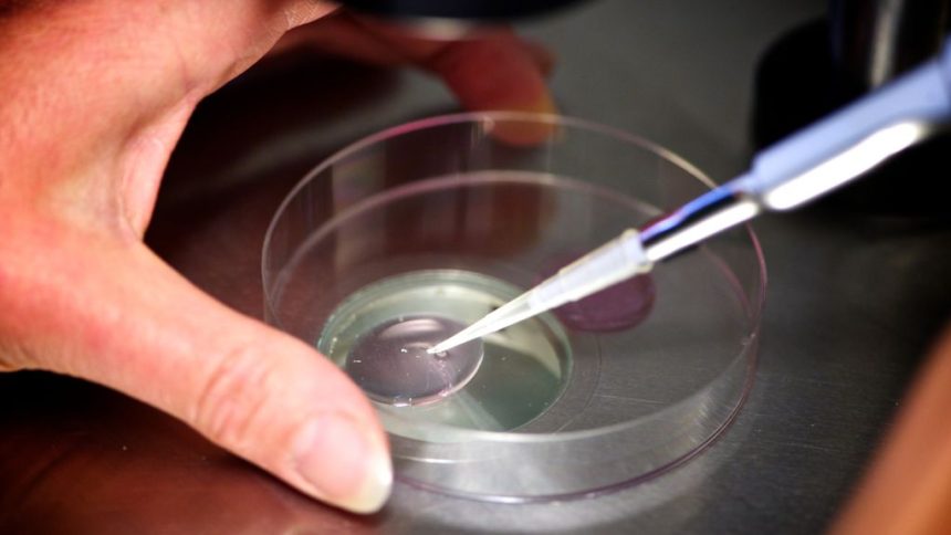 IVF research, FDA vouchers, dementia: Morning Rounds IVF research, FDA vouchers, dementia: Morning Rounds