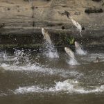 Illinois clears major hurdle in containing an invasive fish
