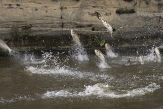 Illinois clears major hurdle in containing an invasive fish