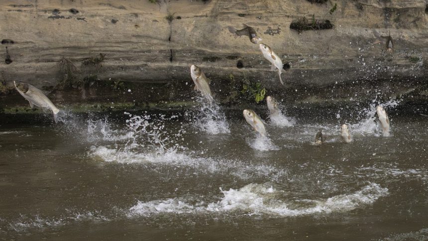 Illinois clears major hurdle in containing an invasive fish