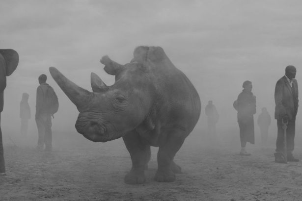 The Day May Break: Nick Brandt on Absence, Presence, and Hope
