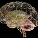 Why Our Brains, Our Selves won the Royal Society science book prize