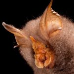 Endearing photos of bats show clever adaptations like long tongues