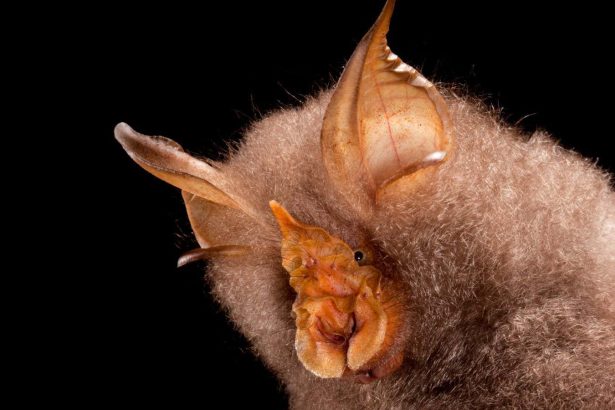 Endearing photos of bats show clever adaptations like long tongues