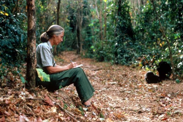 Jane Goodall, dogged advocate for the natural world, has died aged 91