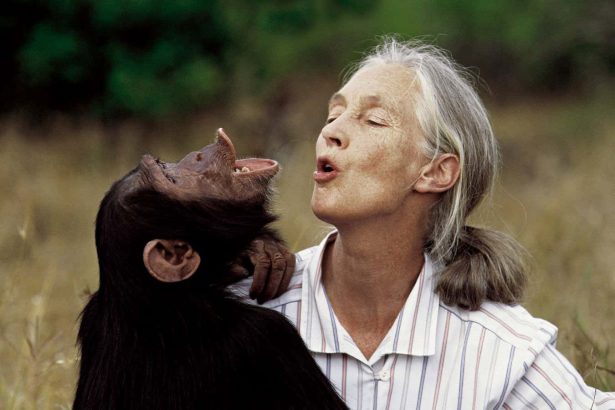 How Jane Goodall changed the way we see animals – and the world