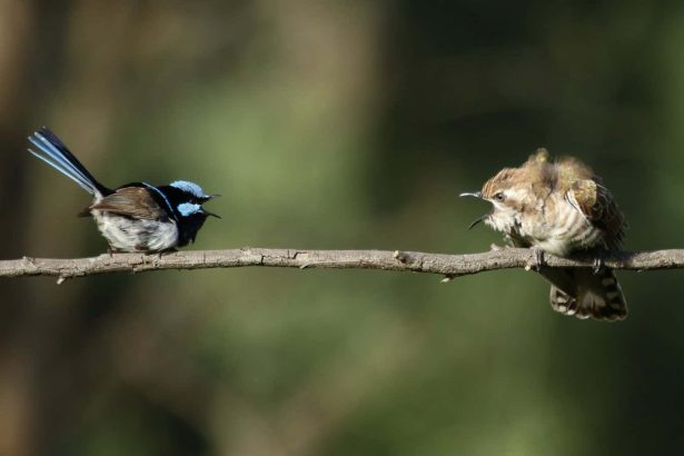 20 bird species can understand each other’s anti-cuckoo call