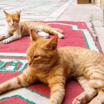 A purrfect guide to cats and our complex relationship with them