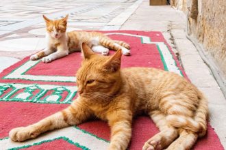 A purrfect guide to cats and our complex relationship with them