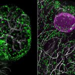 Hidden ecosystem of the ovaries plays a surprising role in fertility