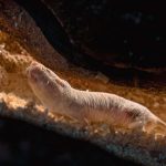 We’ve discovered another reason why naked mole rats live for so long