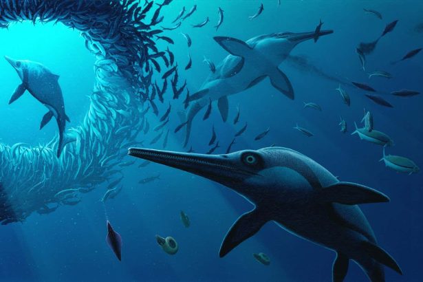 ‘Sword Dragon’ ichthyosaur had enormous eyes and a lethal snout